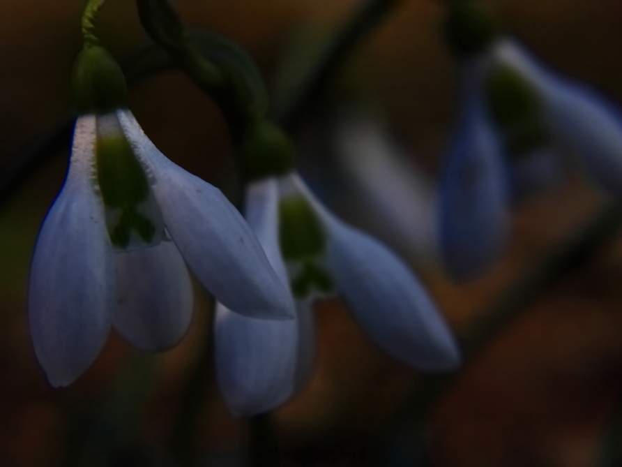 2011 03 13 IMG 24366e